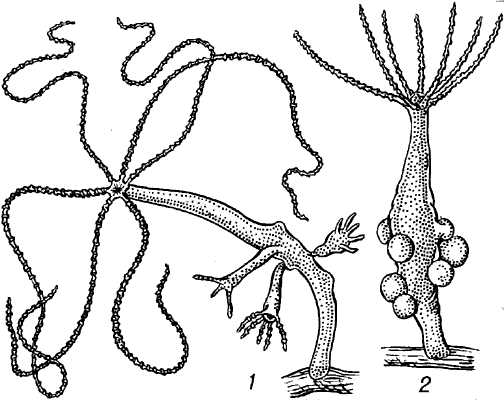Kraken ссылка зеркало рабочее