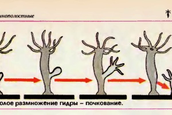 Kraken зеркала kr2web in